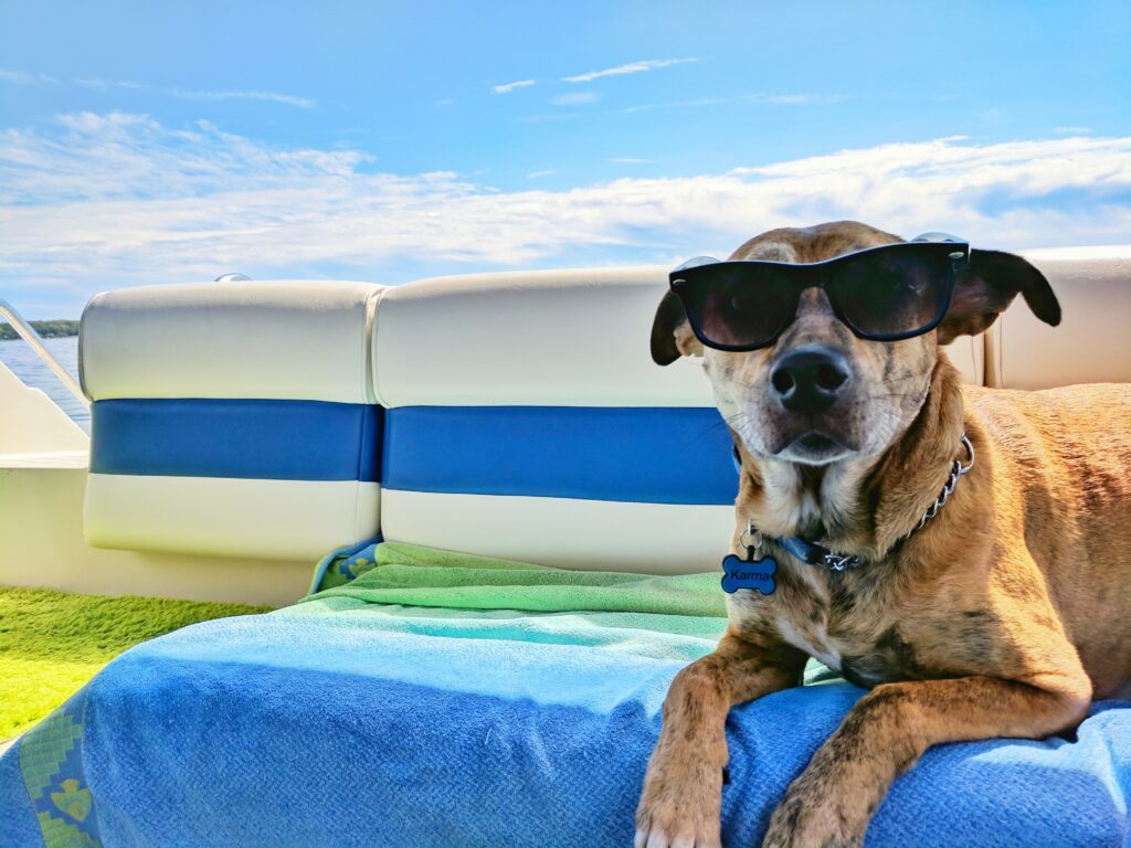 15 Pet-Friendly Hotels for Traveling with Your Furry Friend
